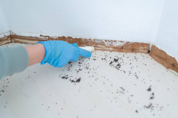 Best Local Pest Control Services  in Utica, IN